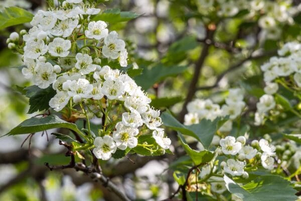 A White blooming of hawthorn tree with green leaves is in a park in spring