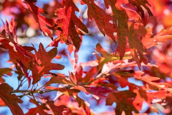 red leaves glowing in sunlight on white oak tree in autumn